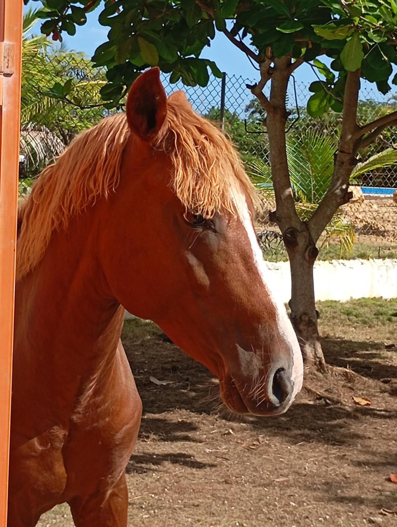Eco Lodges Macao Beach Bavaro Punta Cana Lodge Punta Cana