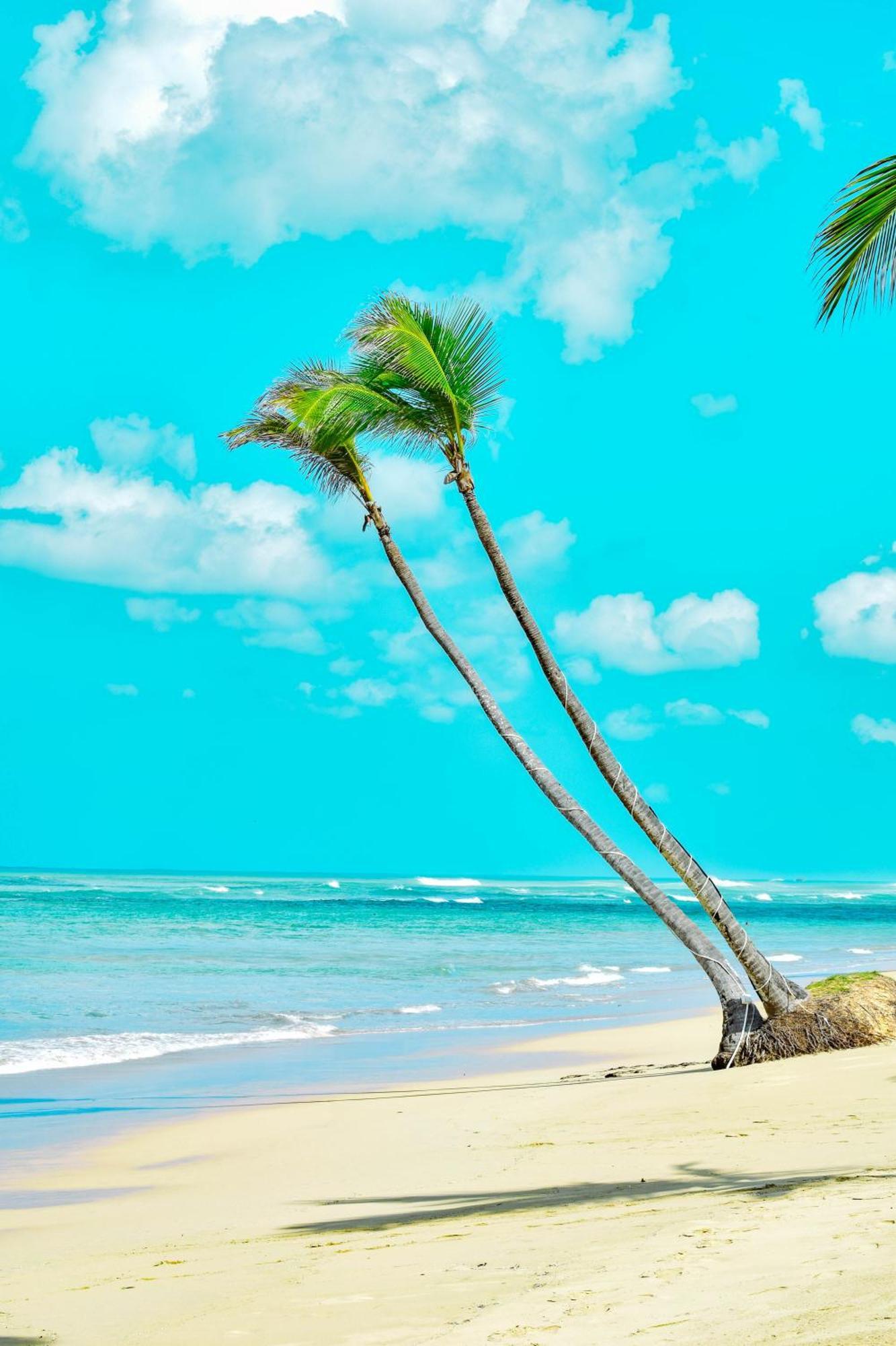 Apartahotel Playa Palmera