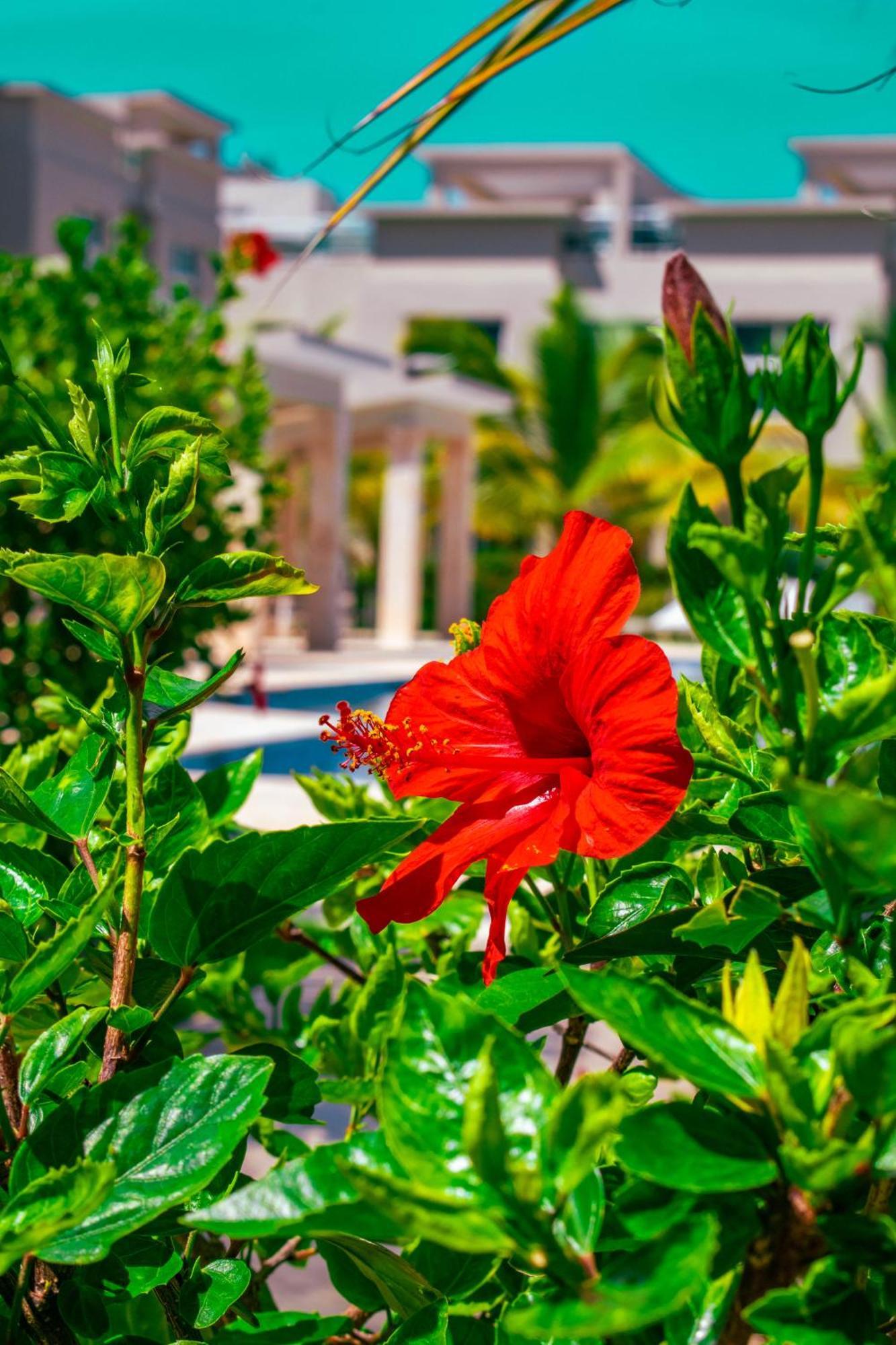 Apartahotel Playa Palmera
