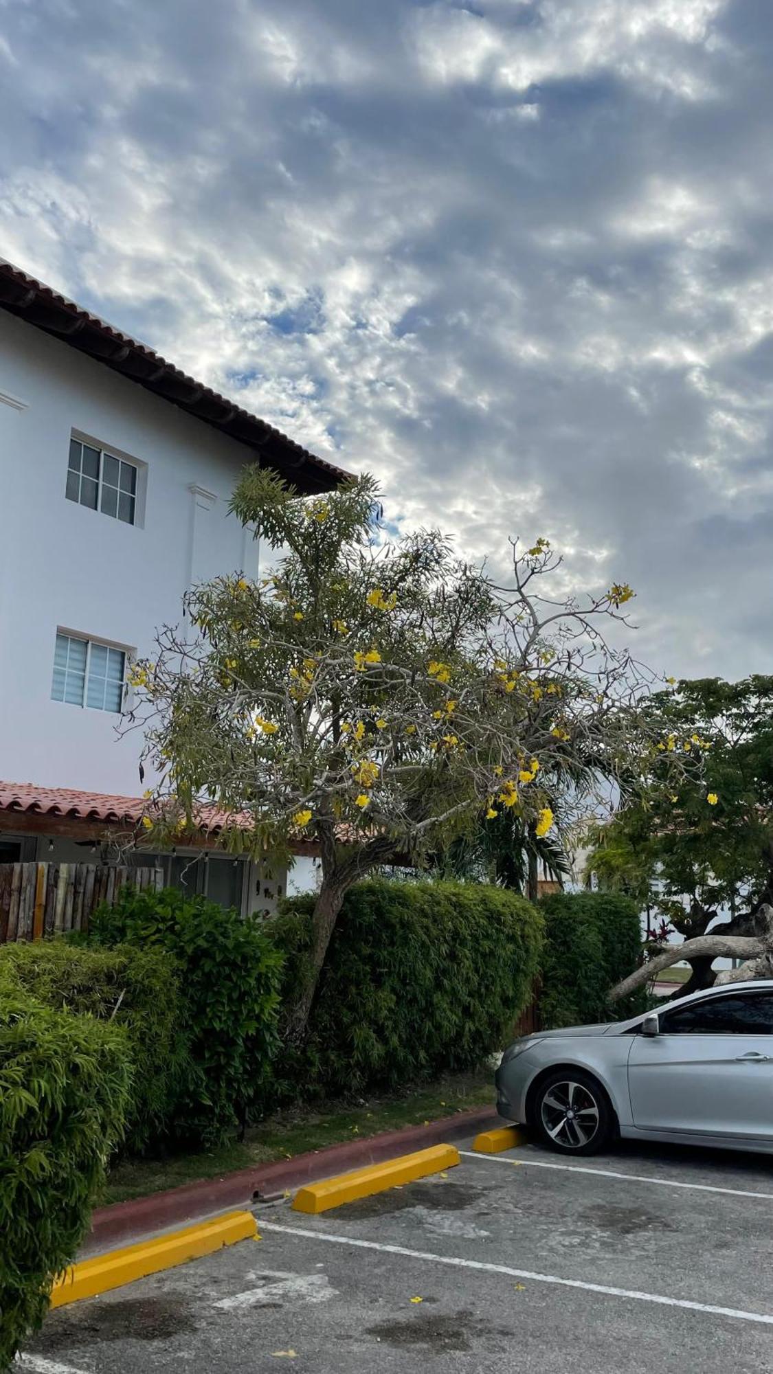 Compacto Y Acogedor, Apartamento En Cap Cana * Punta Cana