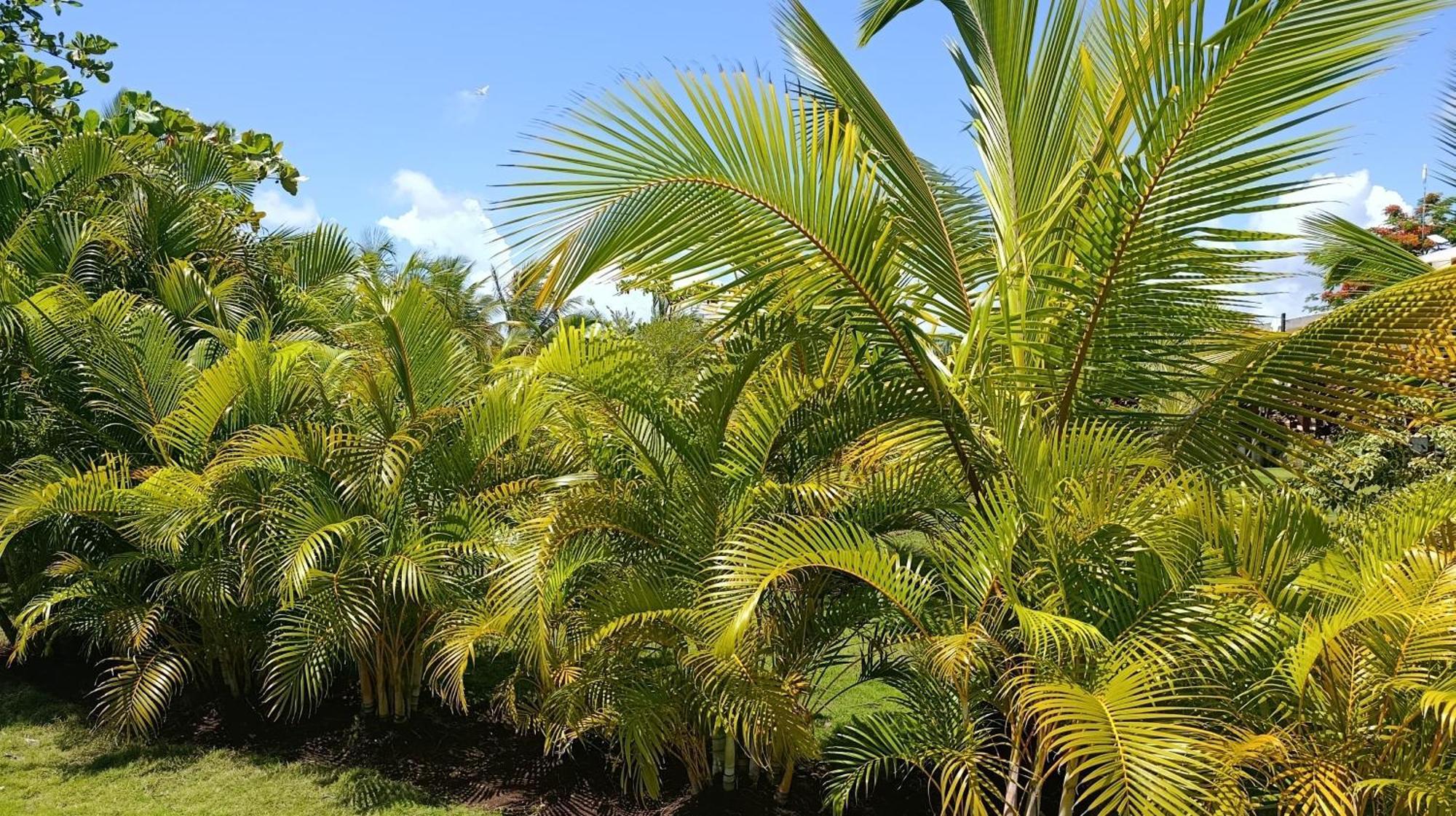 Eco Lodges Macao Beach Bavaro Punta Cana Lodge