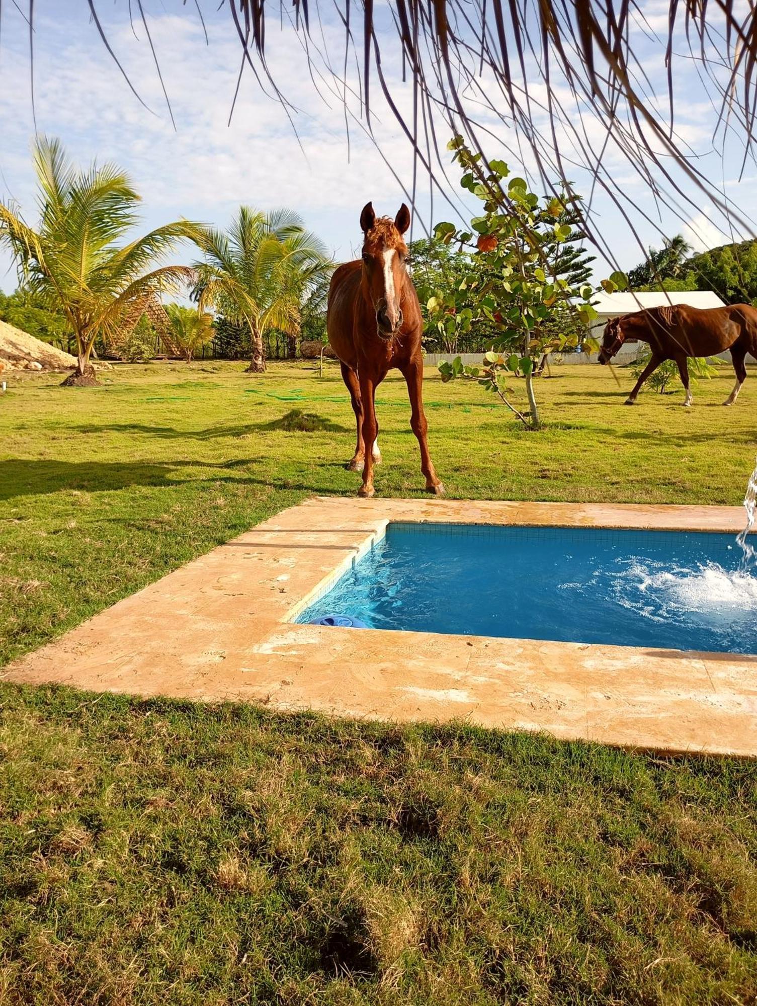 Eco Lodges Macao Beach Bavaro Punta Cana