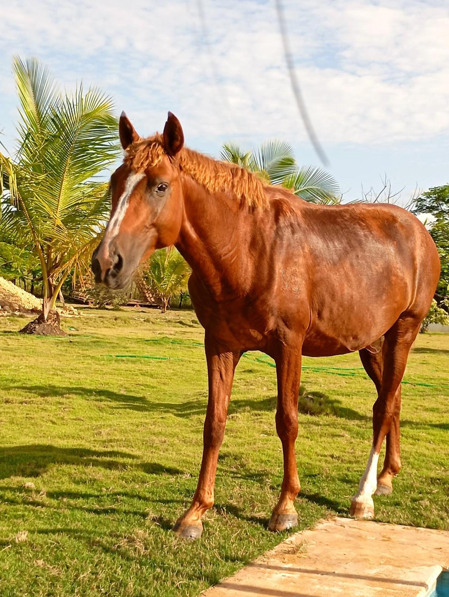 Lodge Eco Lodges Macao Beach Bavaro Punta Cana *