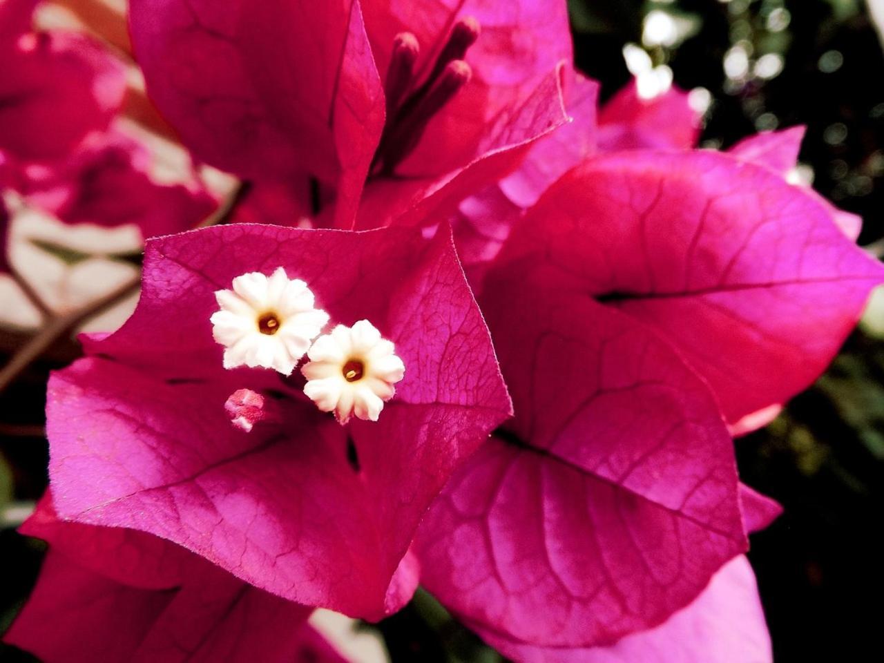 Apartamento Las Flores *