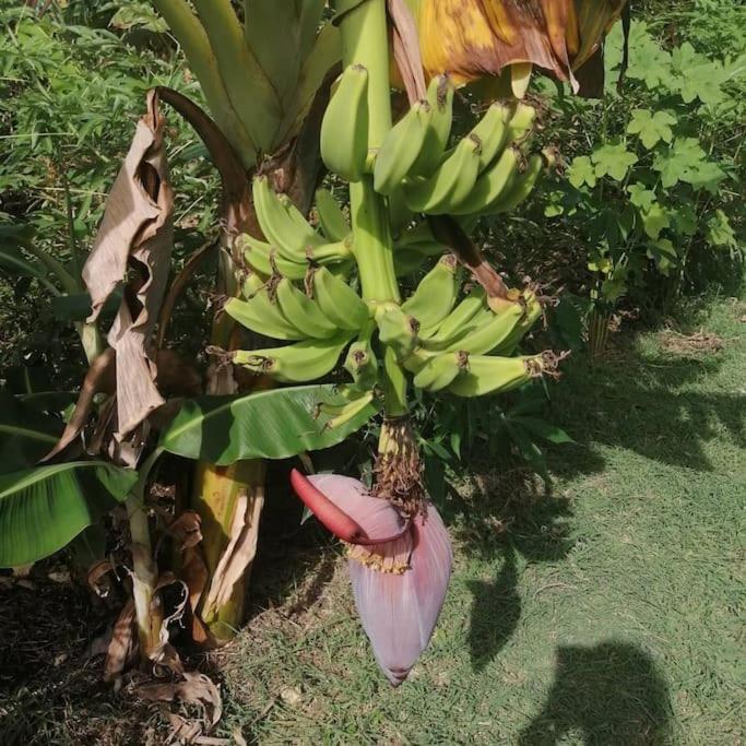 Сasa de vacaciones New!! Tropical Tiny Sanctuary-tiny Near