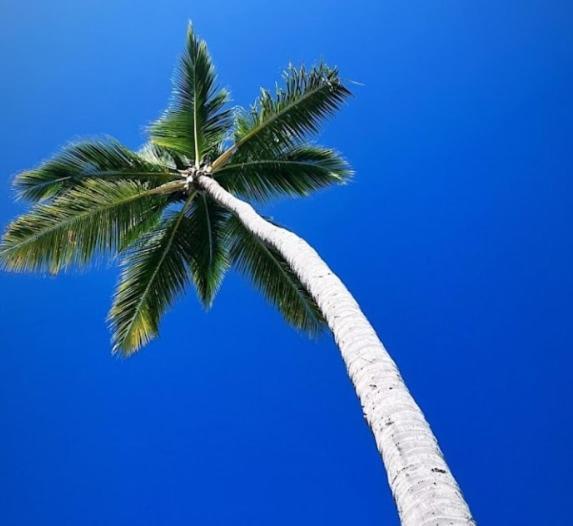 50 Steps To Private Poolside Rooftop Terrace * Punta Cana