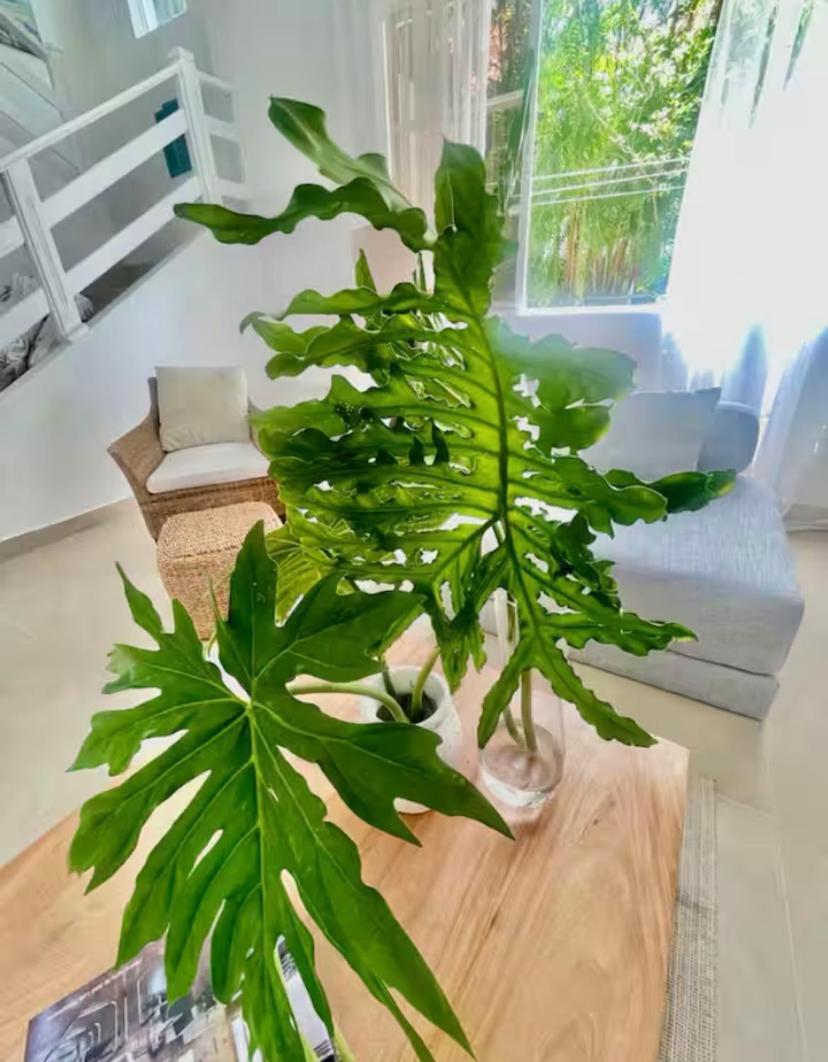 Amapola Puntacana Village Villa *